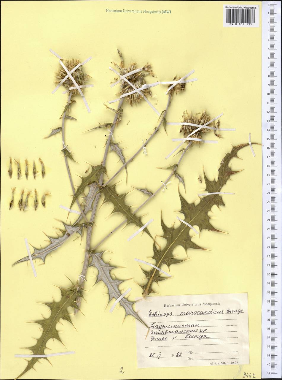 Echinops maracandicus Bunge, Middle Asia, Pamir & Pamiro-Alai (M2) (Tajikistan)