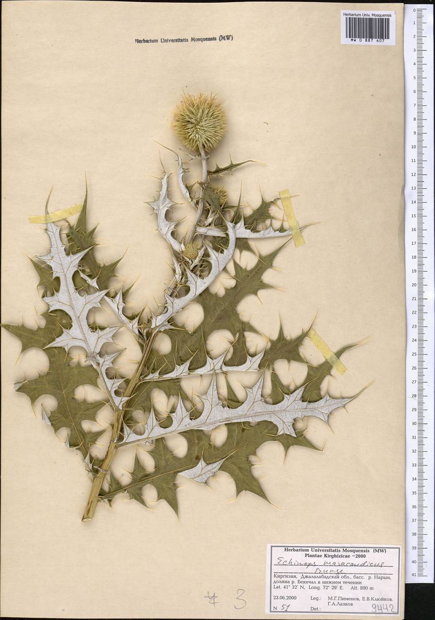 Echinops maracandicus Bunge, Middle Asia, Western Tian Shan & Karatau (M3) (Kyrgyzstan)