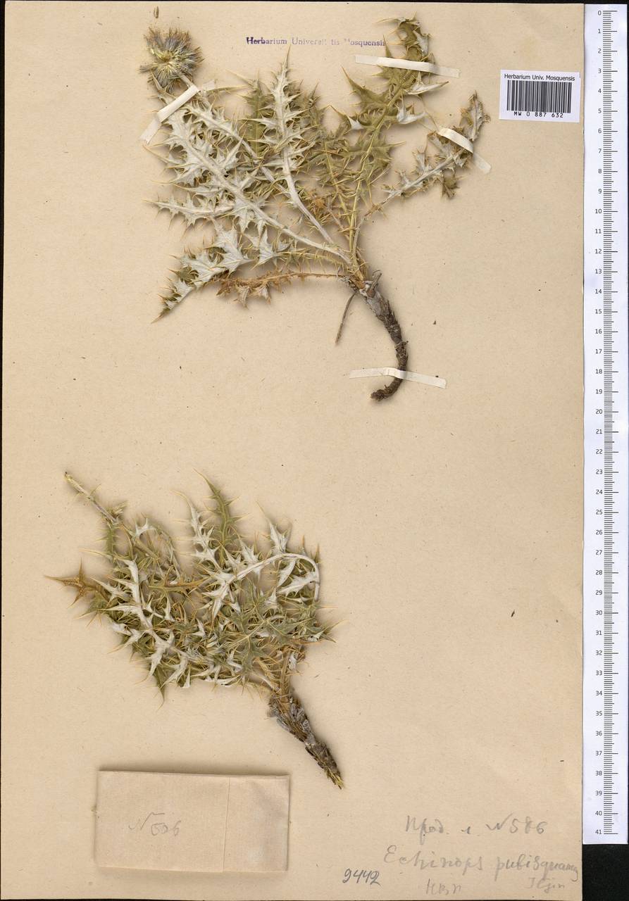 Echinops pubisquameus Iljin, Middle Asia, Western Tian Shan & Karatau (M3) (Kazakhstan)