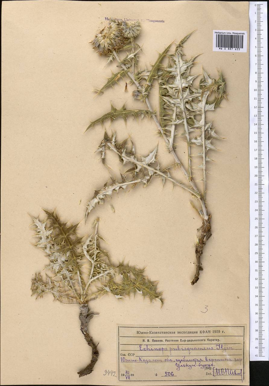 Echinops pubisquameus Iljin, Middle Asia, Western Tian Shan & Karatau (M3) (Kazakhstan)