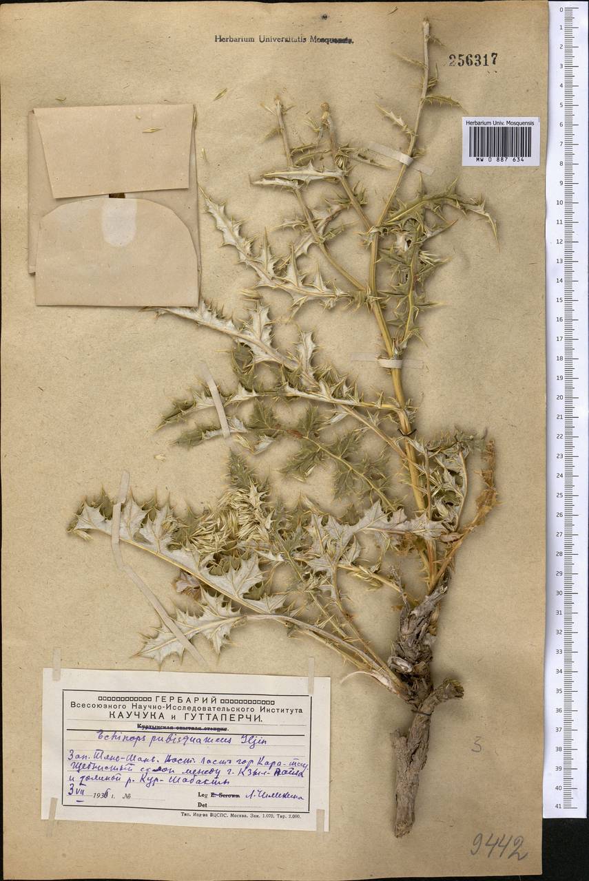 Echinops pubisquameus Iljin, Middle Asia, Western Tian Shan & Karatau (M3) (Kazakhstan)