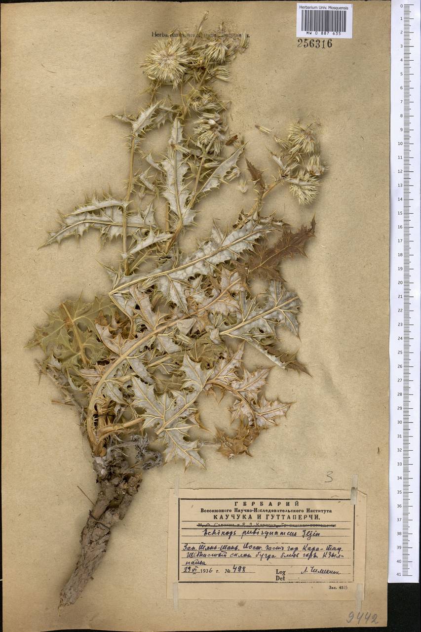 Echinops pubisquameus Iljin, Middle Asia, Western Tian Shan & Karatau (M3) (Kazakhstan)