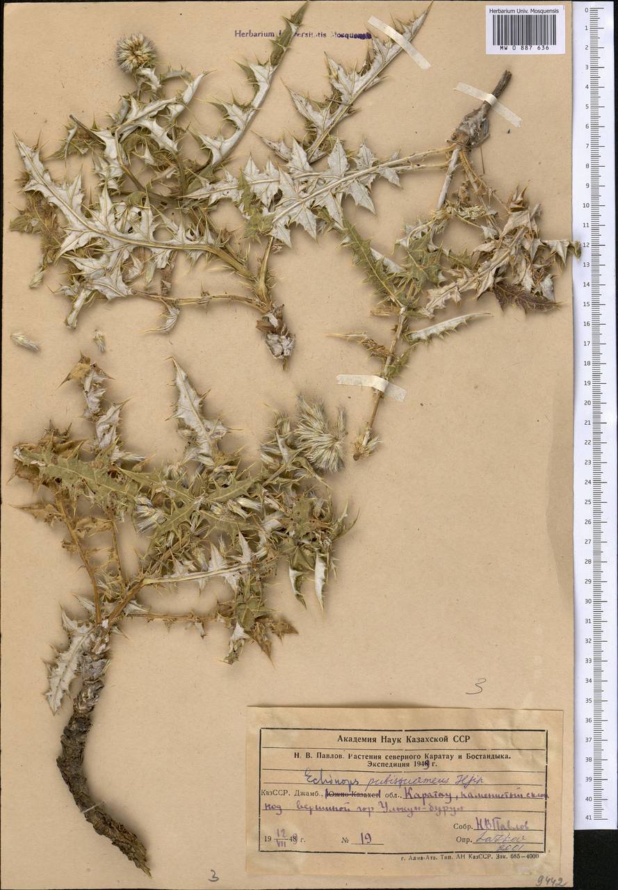 Echinops pubisquameus Iljin, Middle Asia, Western Tian Shan & Karatau (M3) (Kazakhstan)