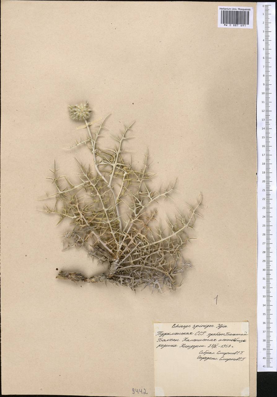 Echinops spiniger Iljin, Middle Asia, Kopet Dag, Badkhyz, Small & Great Balkhan (M1) (Turkmenistan)
