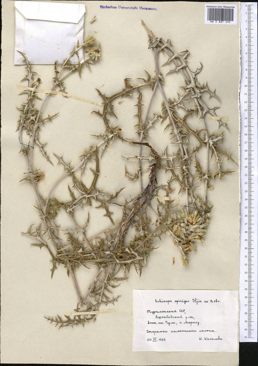 Echinops spiniger Iljin, Middle Asia, Kopet Dag, Badkhyz, Small & Great Balkhan (M1) (Turkmenistan)