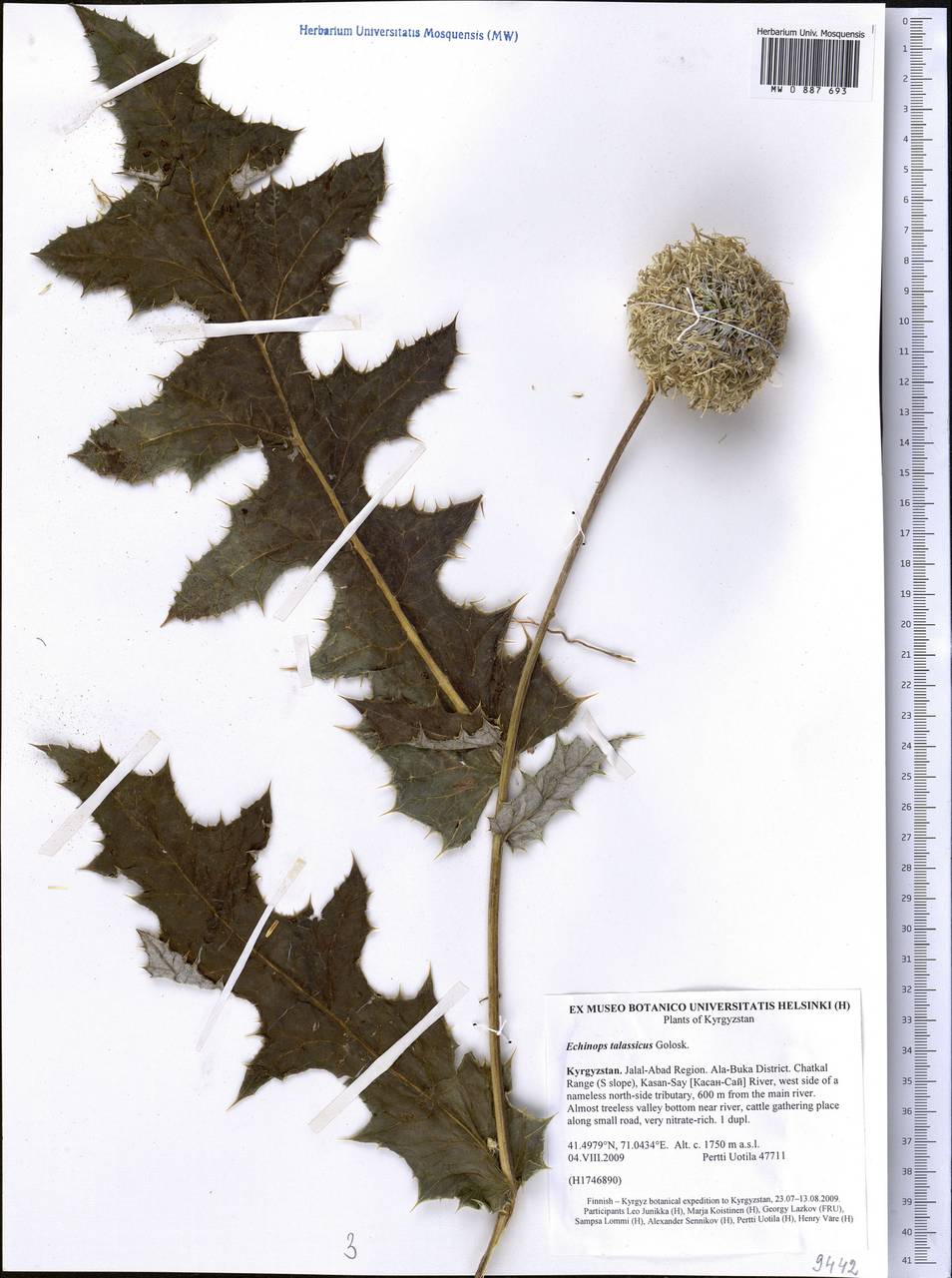 Echinops talassicus Golosk., Middle Asia, Western Tian Shan & Karatau (M3) (Kyrgyzstan)