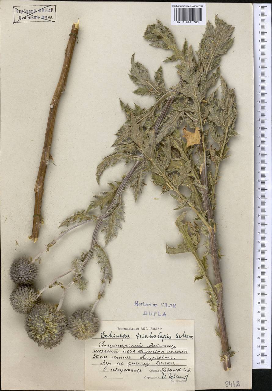 Echinops tricholepis Schrenk, Middle Asia, Dzungarian Alatau & Tarbagatai (M5) (Kazakhstan)