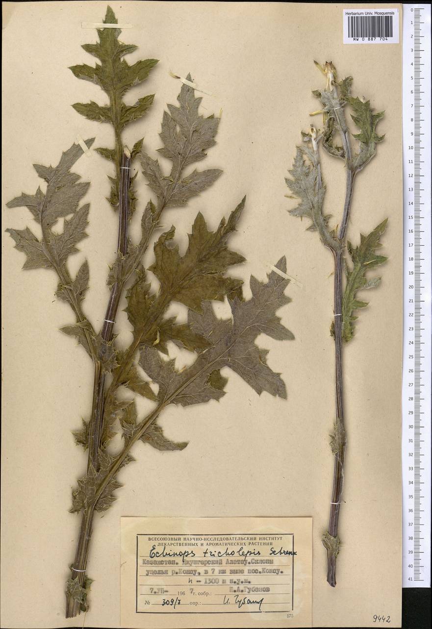 Echinops tricholepis Schrenk, Middle Asia, Dzungarian Alatau & Tarbagatai (M5) (Kazakhstan)