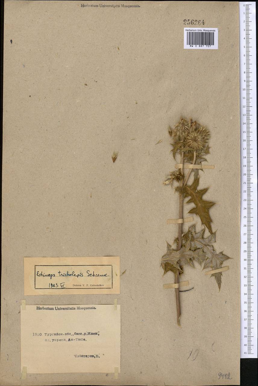 Echinops tricholepis Schrenk, Middle Asia, Northern & Central Kazakhstan (M10) (Kazakhstan)