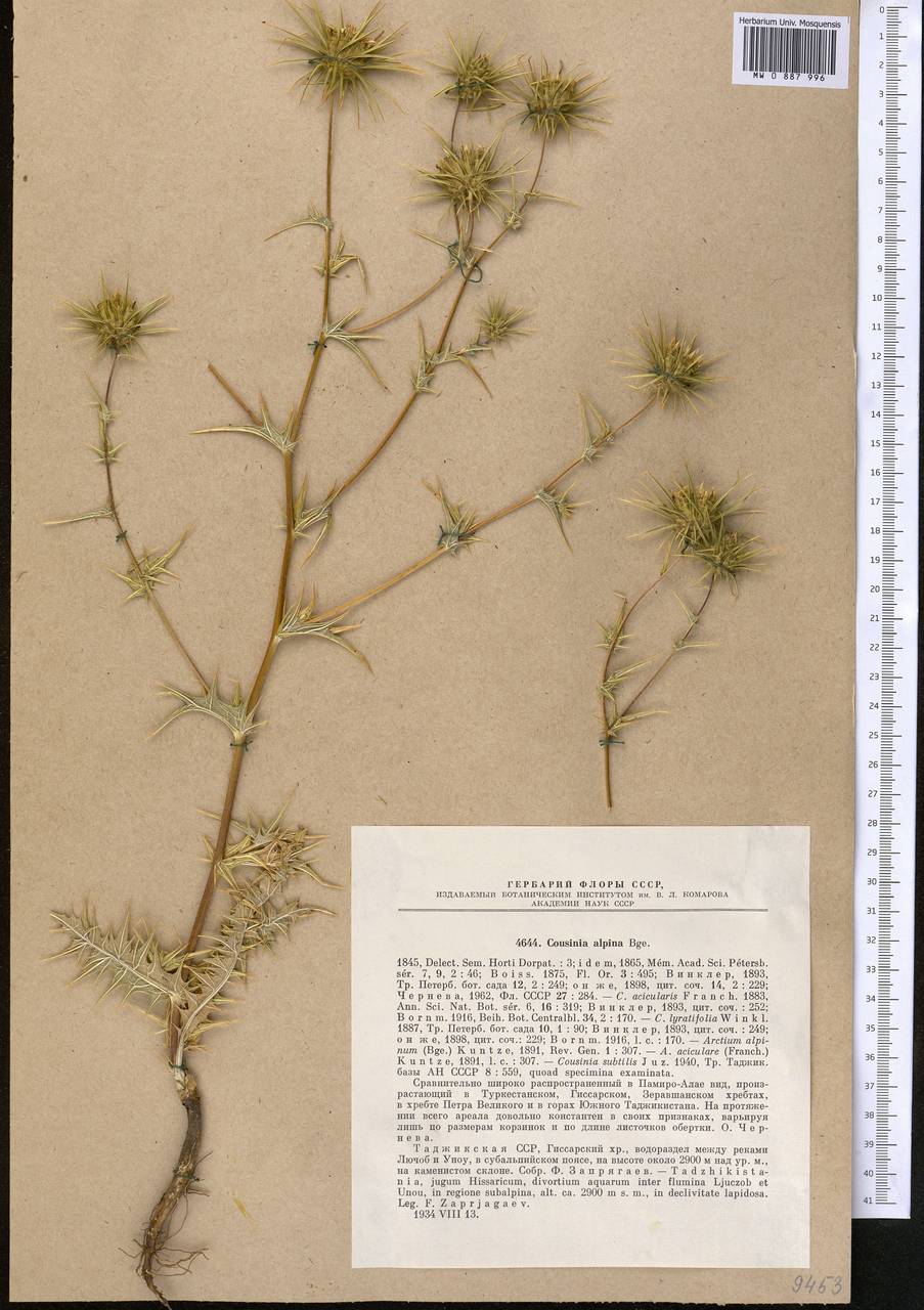 Cousinia alpicola I. G. Borshch. ex Trautv., Middle Asia, Pamir & Pamiro-Alai (M2) (Tajikistan)