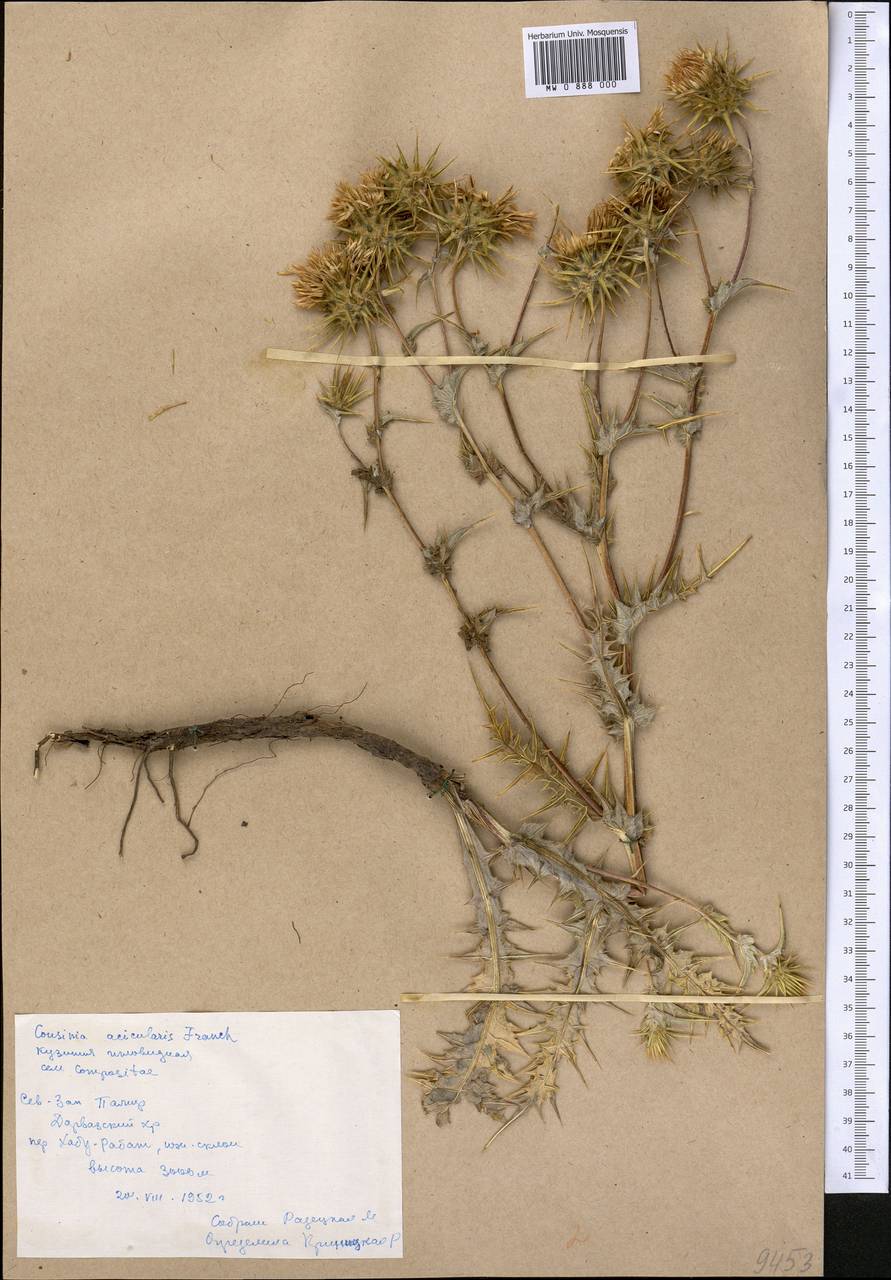 Cousinia alpicola I. G. Borshch. ex Trautv., Middle Asia, Pamir & Pamiro-Alai (M2) (Tajikistan)