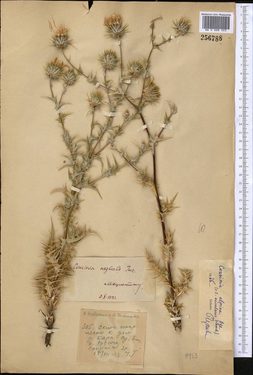 Cousinia alpicola I. G. Borshch. ex Trautv., Middle Asia, Pamir & Pamiro-Alai (M2) (Kazakhstan)