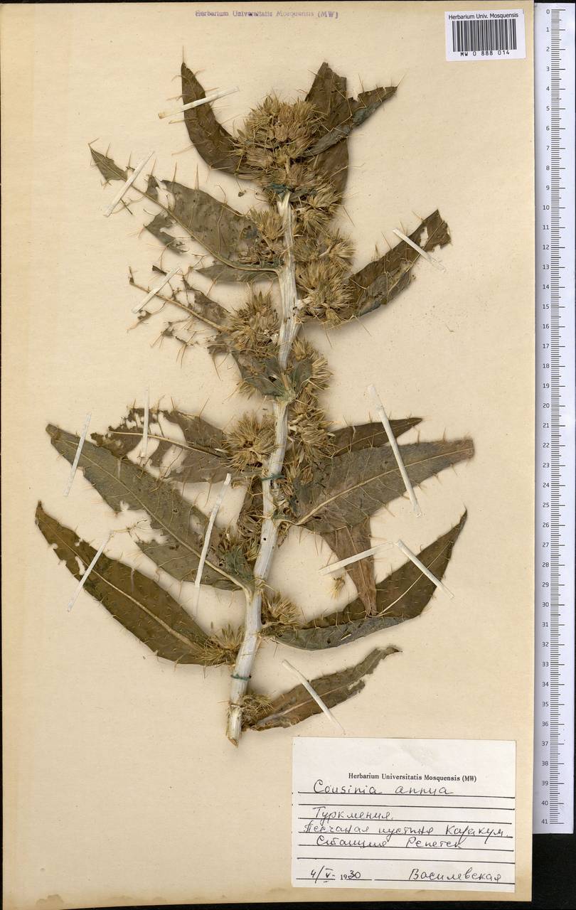 Cousinia annua C. Winkl., Middle Asia, Karakum (M6) (Turkmenistan)