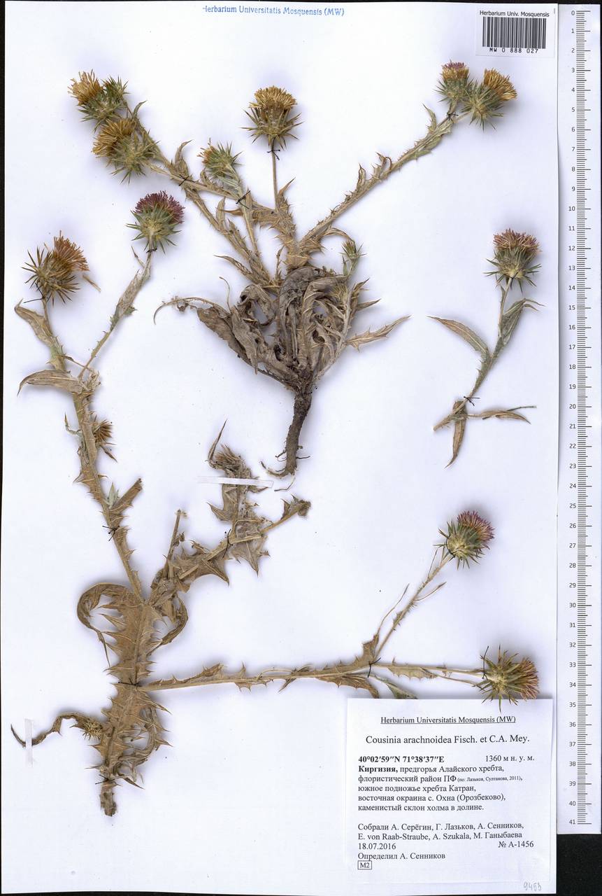 Cousinia arachnoidea Fisch. & C. A. Mey. ex DC., Middle Asia, Pamir & Pamiro-Alai (M2) (Kyrgyzstan)