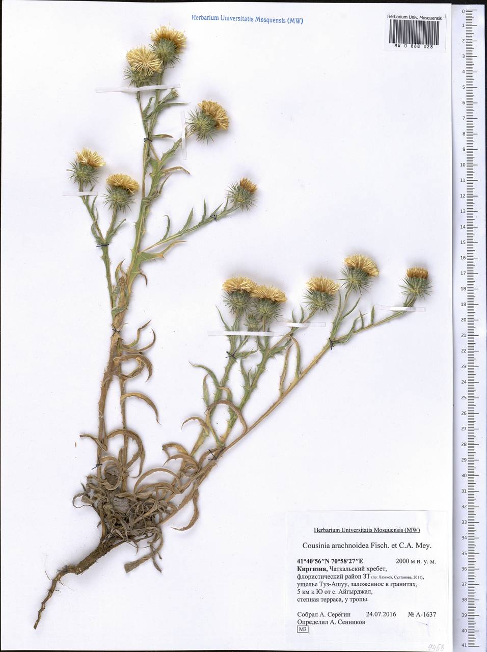 Cousinia arachnoidea Fisch. & C. A. Mey. ex DC., Middle Asia, Western Tian Shan & Karatau (M3) (Kyrgyzstan)