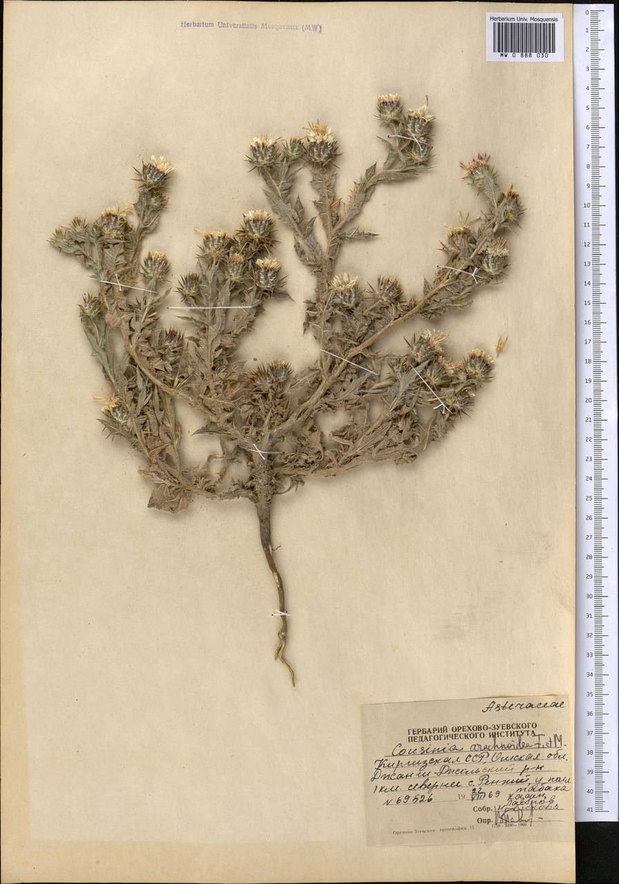 Cousinia arachnoidea Fisch. & C.A.Mey. ex DC., Middle Asia, Western Tian Shan & Karatau (M3) (Kyrgyzstan)