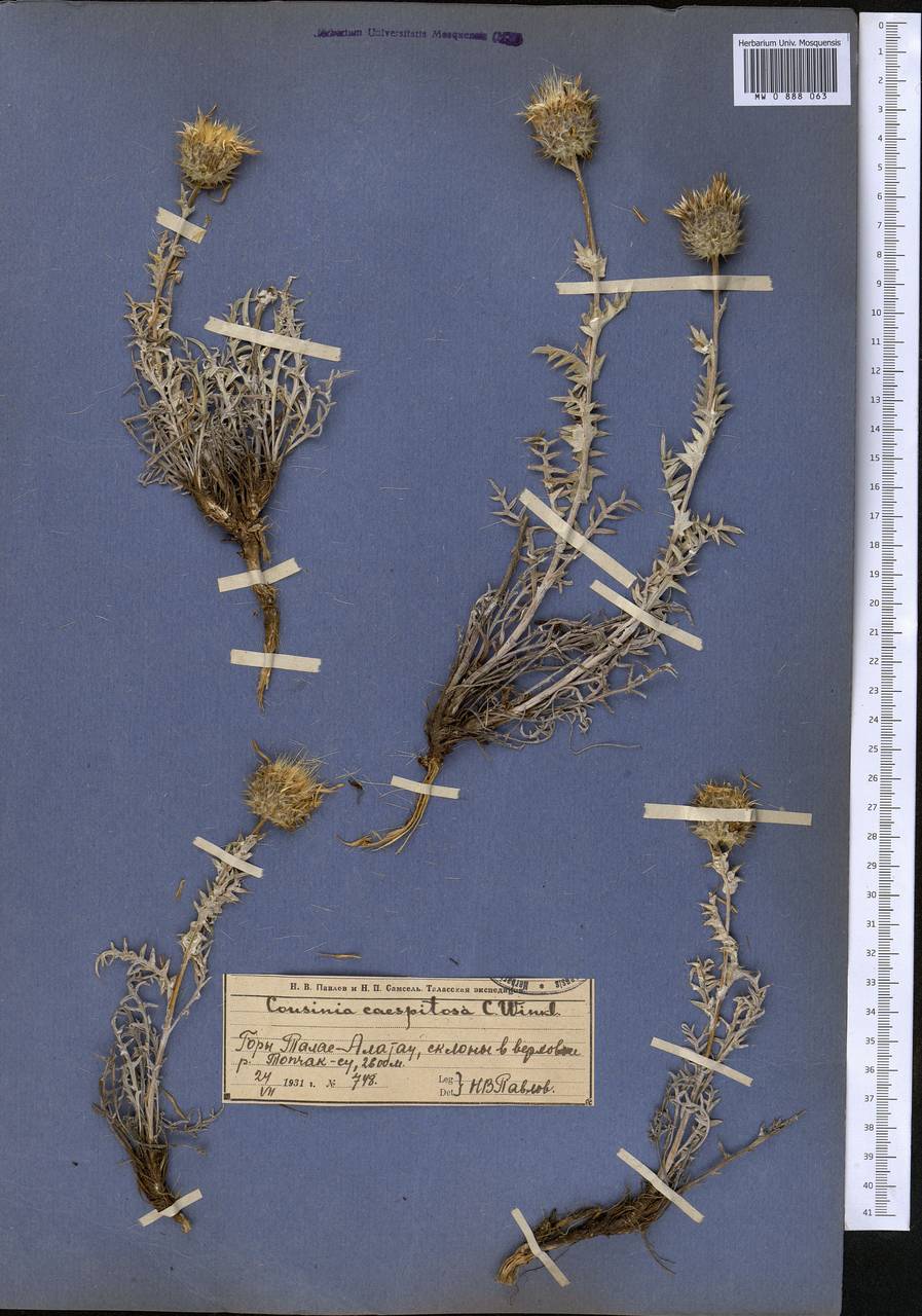 Cousinia caespitosa C. Winkl., Middle Asia, Western Tian Shan & Karatau (M3) (Kazakhstan)
