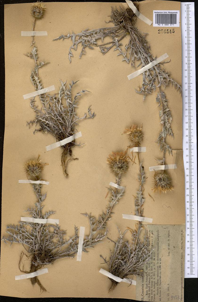 Cousinia caespitosa C. Winkl., Middle Asia, Western Tian Shan & Karatau (M3) (Kazakhstan)