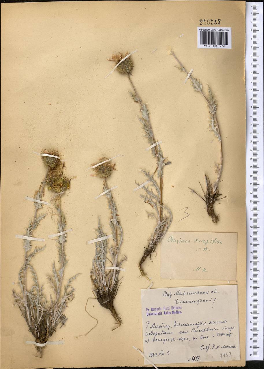 Cousinia caespitosa C. Winkl., Middle Asia, Western Tian Shan & Karatau (M3) (Kazakhstan)