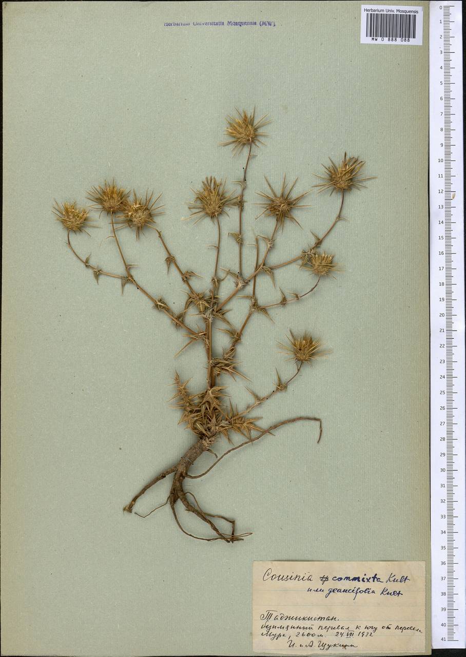 Cousinia outichaschensis Franch., Middle Asia, Pamir & Pamiro-Alai (M2) (Tajikistan)