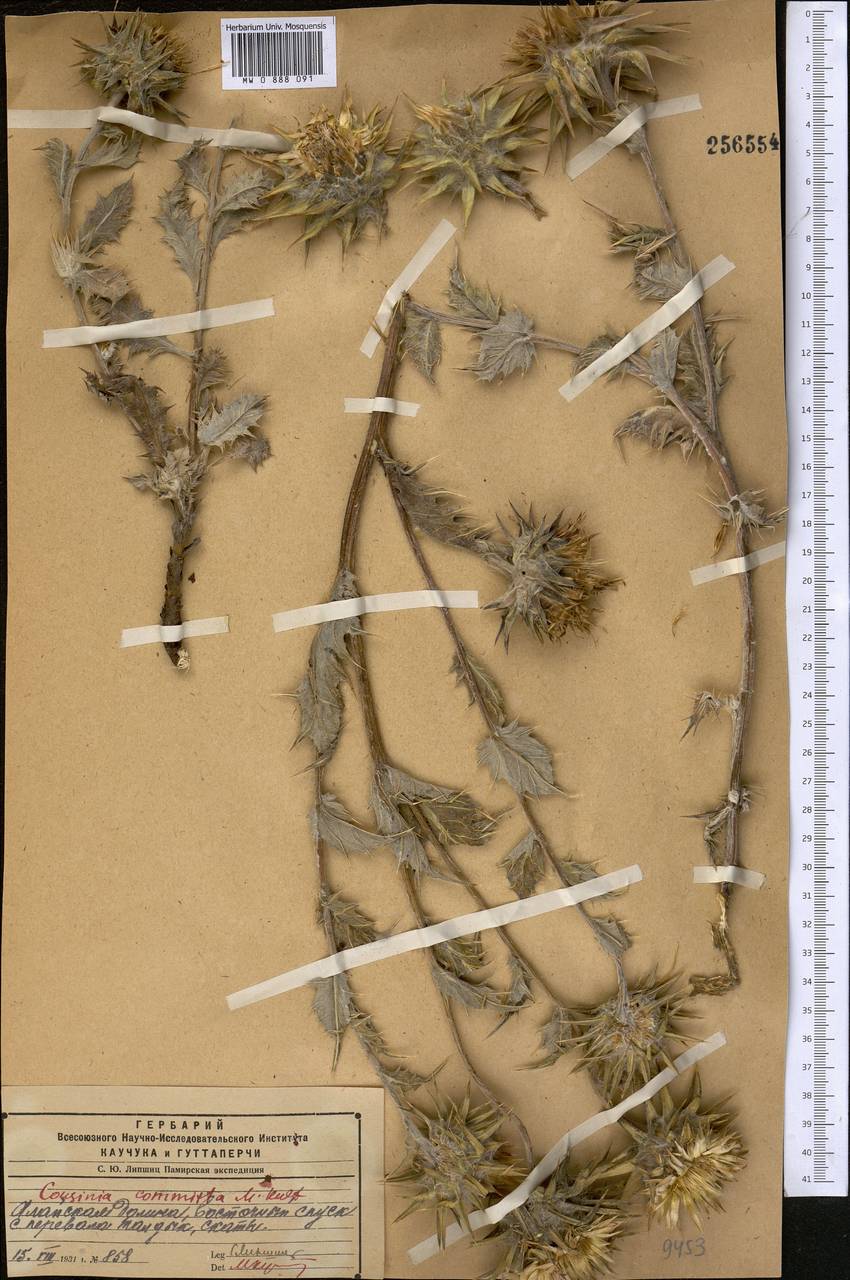 Cousinia outichaschensis Franch., Middle Asia, Pamir & Pamiro-Alai (M2) (Kyrgyzstan)