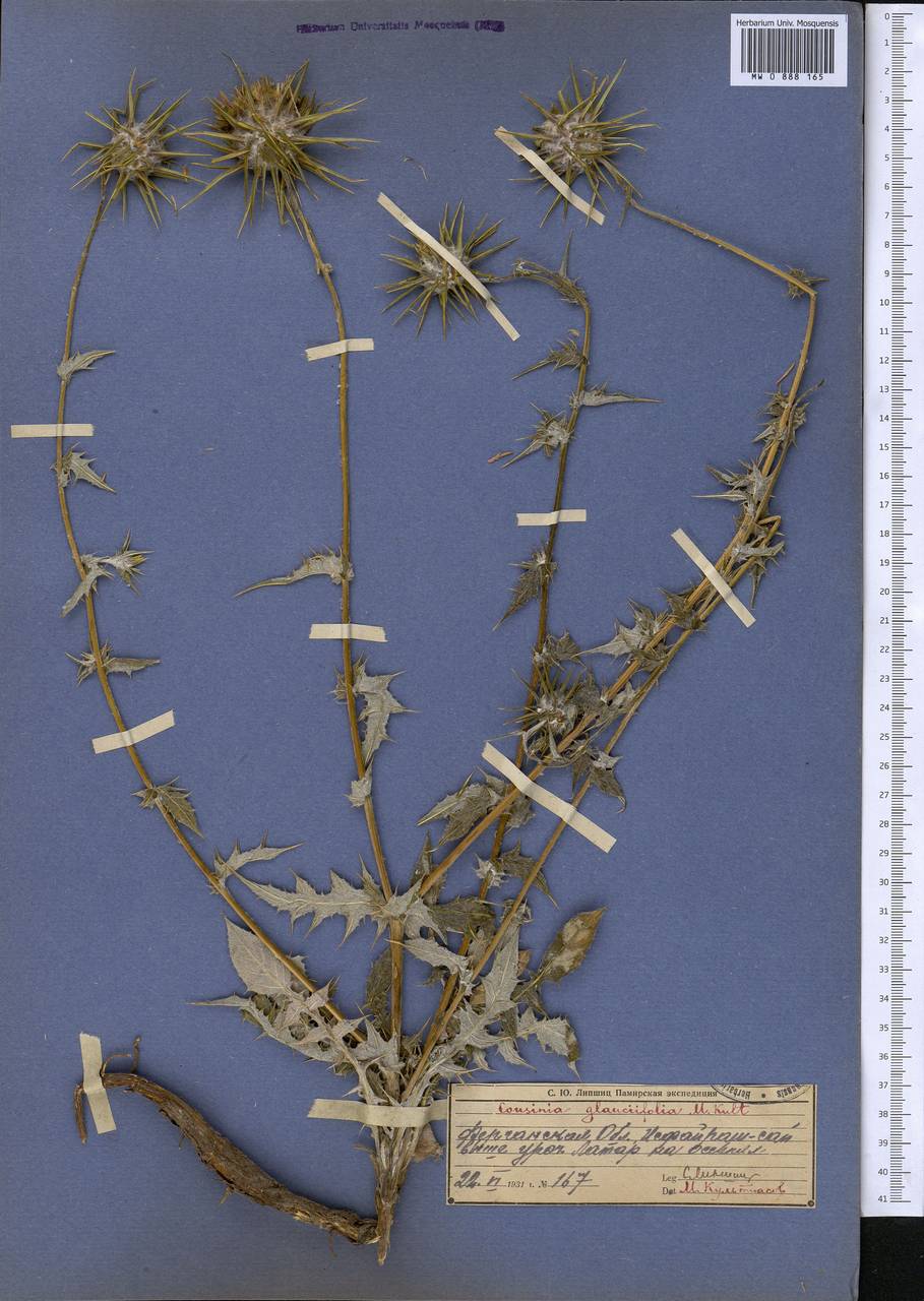 Cousinia outichaschensis Franch., Middle Asia, Pamir & Pamiro-Alai (M2) (Kyrgyzstan)