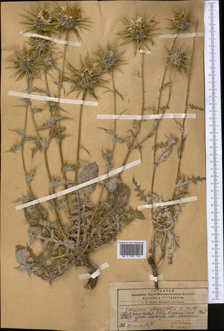 Cousinia outichaschensis Franch., Middle Asia, Pamir & Pamiro-Alai (M2) (Kyrgyzstan)