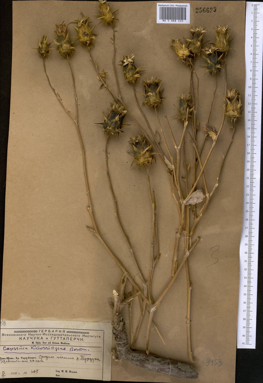 Cousinia knorringiae Bornm., Middle Asia, Western Tian Shan & Karatau (M3) (Kyrgyzstan)