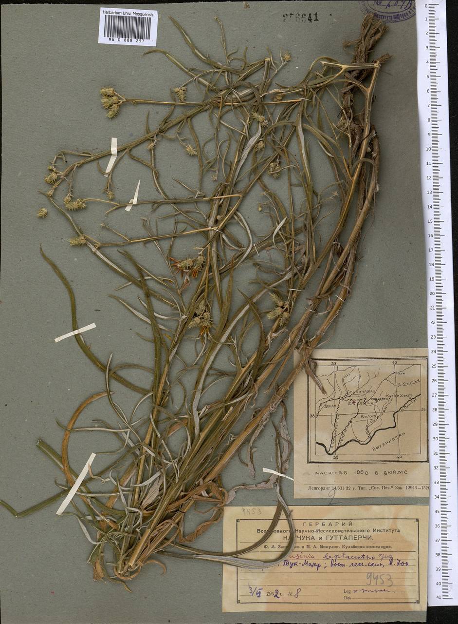 Cousinia tenuispina Rech. fil., Middle Asia, Pamir & Pamiro-Alai (M2) (Tajikistan)