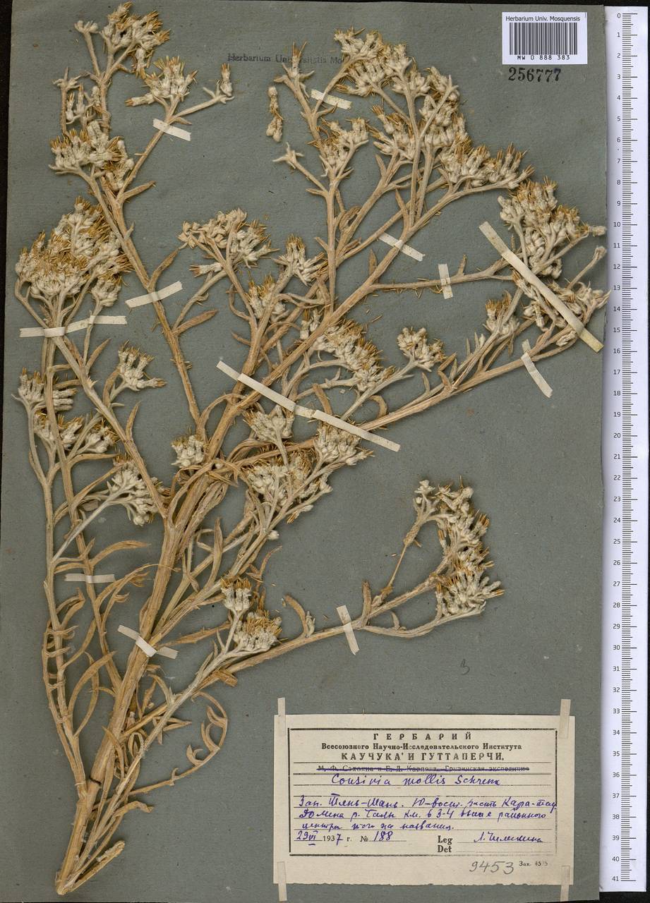 Cousinia mollis Schrenk, Middle Asia, Western Tian Shan & Karatau (M3) (Kazakhstan)