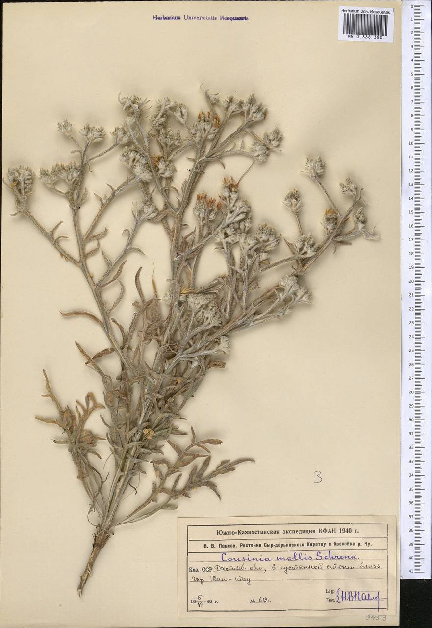 Cousinia mollis Schrenk, Middle Asia, Muyunkumy, Balkhash & Betpak-Dala (M9) (Kazakhstan)