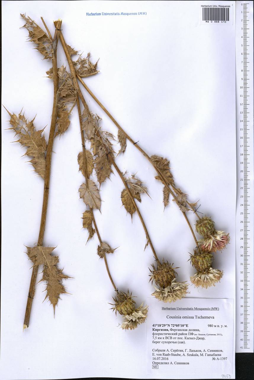 Cousinia omissa Tscherneva, Middle Asia, Western Tian Shan & Karatau (M3) (Kyrgyzstan)