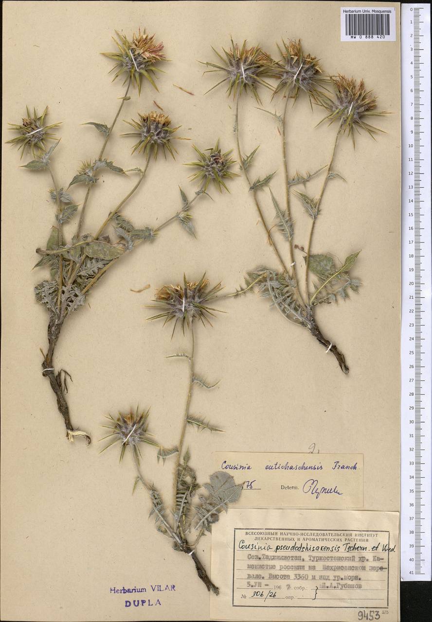 Cousinia outichaschensis Franch., Middle Asia, Pamir & Pamiro-Alai (M2) (Tajikistan)