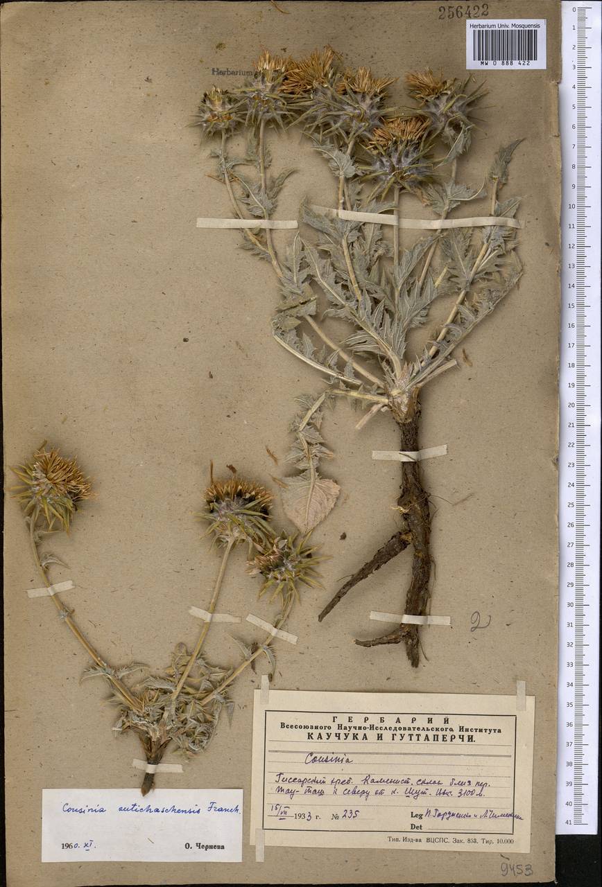 Cousinia outichaschensis Franch., Middle Asia, Pamir & Pamiro-Alai (M2) (Tajikistan)