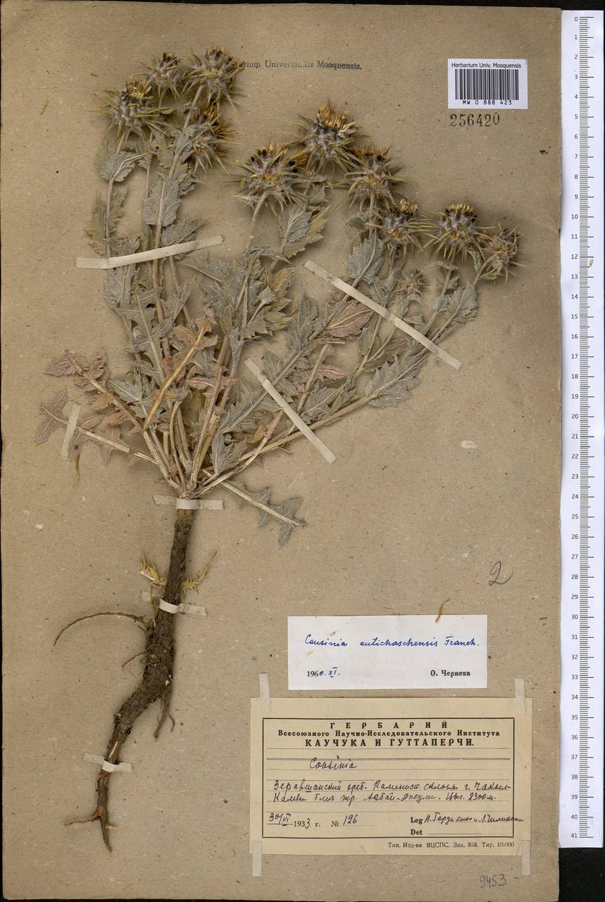 Cousinia outichaschensis Franch., Middle Asia, Pamir & Pamiro-Alai (M2) (Uzbekistan)