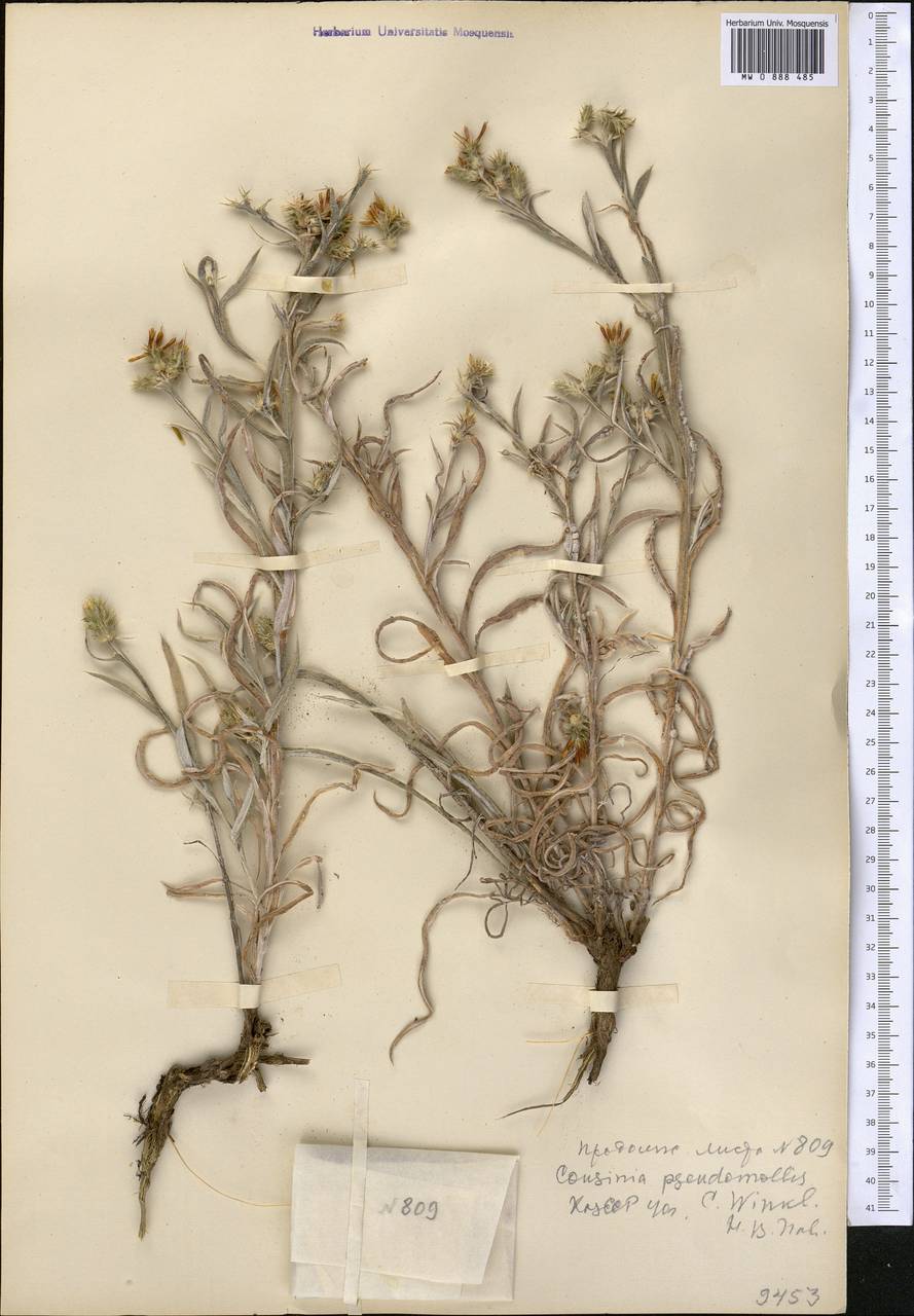 Cousinia pseudomollis C. Winkl., Middle Asia, Western Tian Shan & Karatau (M3) (Kazakhstan)