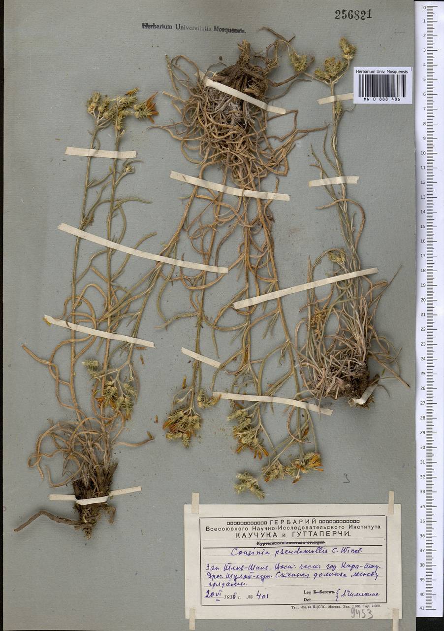 Cousinia pseudomollis C. Winkl., Middle Asia, Western Tian Shan & Karatau (M3) (Kazakhstan)
