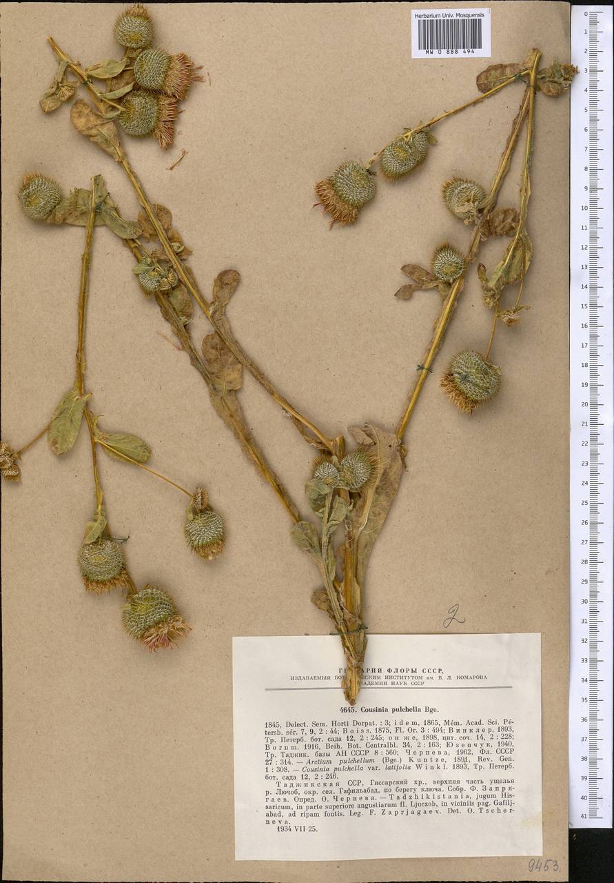 Cousinia pulchella Bunge, Middle Asia, Pamir & Pamiro-Alai (M2) (Tajikistan)