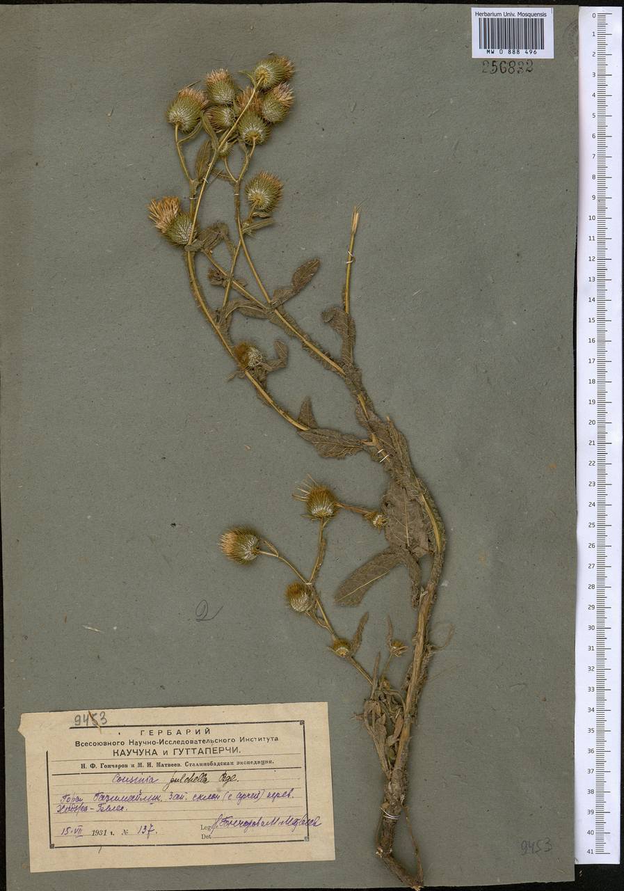 Cousinia pulchella Bunge, Middle Asia, Pamir & Pamiro-Alai (M2) (Uzbekistan)