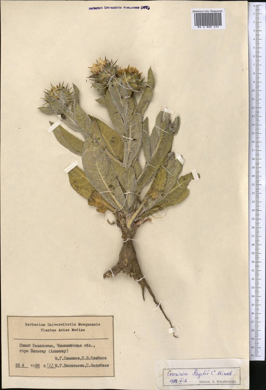Cousinia regelii Winkl., Middle Asia, Syr-Darian deserts & Kyzylkum (M7) (Kazakhstan)