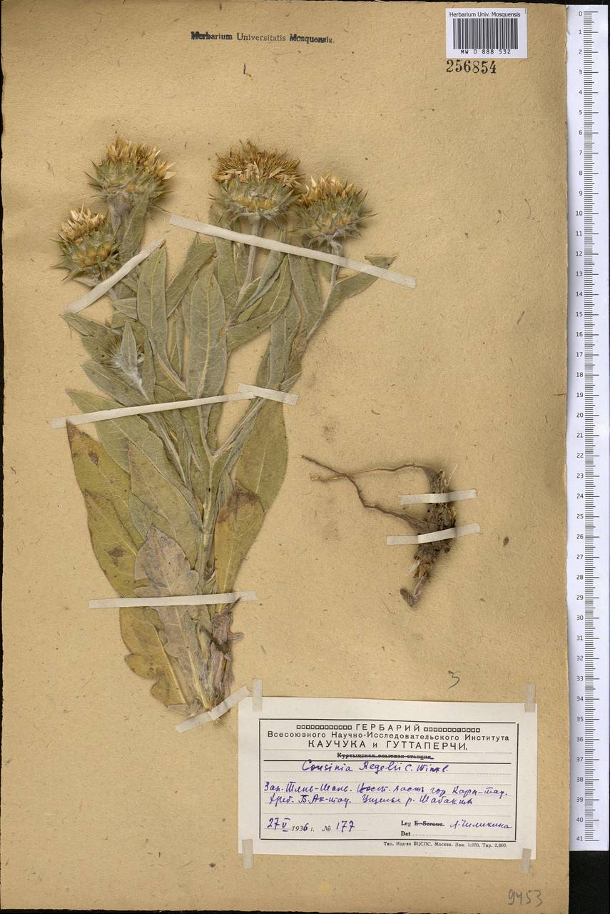 Cousinia regelii Winkl., Middle Asia, Western Tian Shan & Karatau (M3) (Kazakhstan)