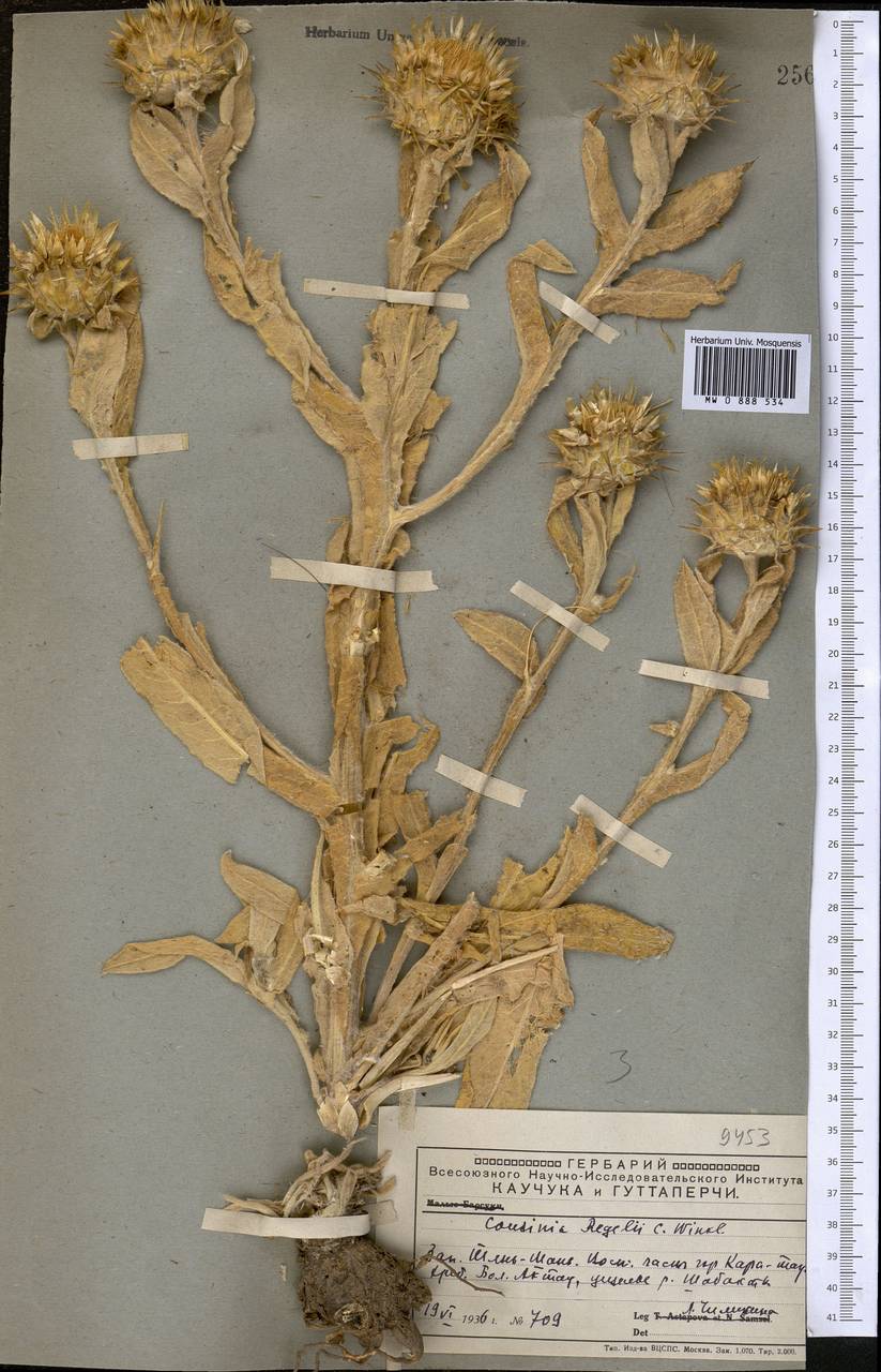 Cousinia regelii Winkl., Middle Asia, Western Tian Shan & Karatau (M3) (Kazakhstan)
