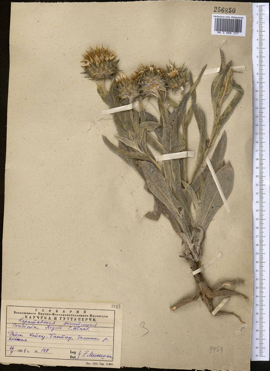 Cousinia regelii Winkl., Middle Asia, Western Tian Shan & Karatau (M3) (Kazakhstan)