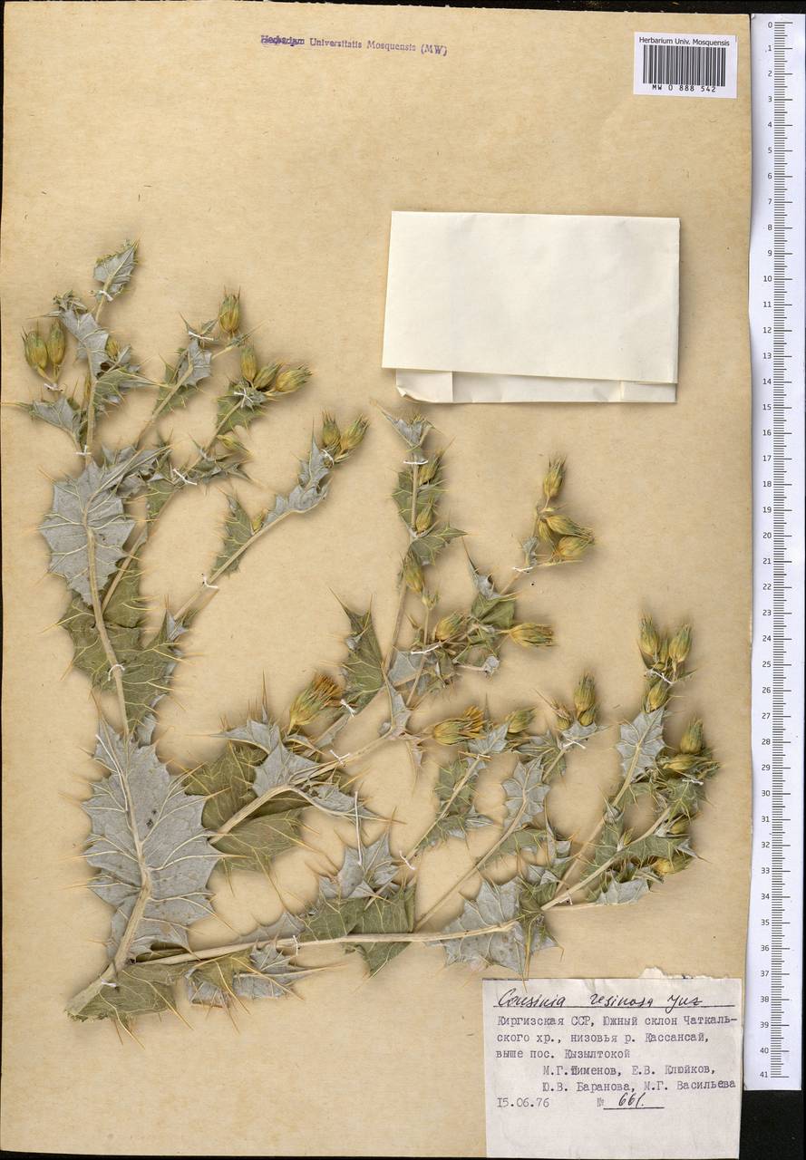 Cousinia resinosa Juz., Middle Asia, Syr-Darian deserts & Kyzylkum (M7) (Kyrgyzstan)