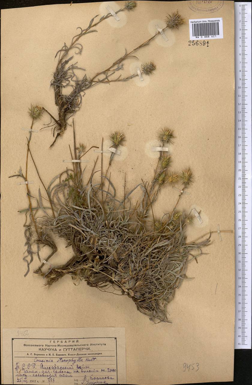 Cousinia stenophylla Kult., Middle Asia, Kopet Dag, Badkhyz, Small & Great Balkhan (M1) (Turkmenistan)