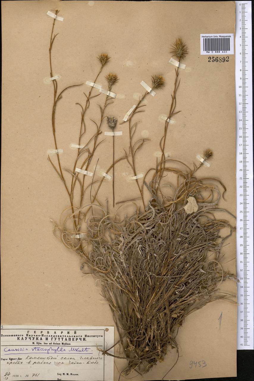 Cousinia stenophylla Kult., Middle Asia, Kopet Dag, Badkhyz, Small & Great Balkhan (M1) (Turkmenistan)