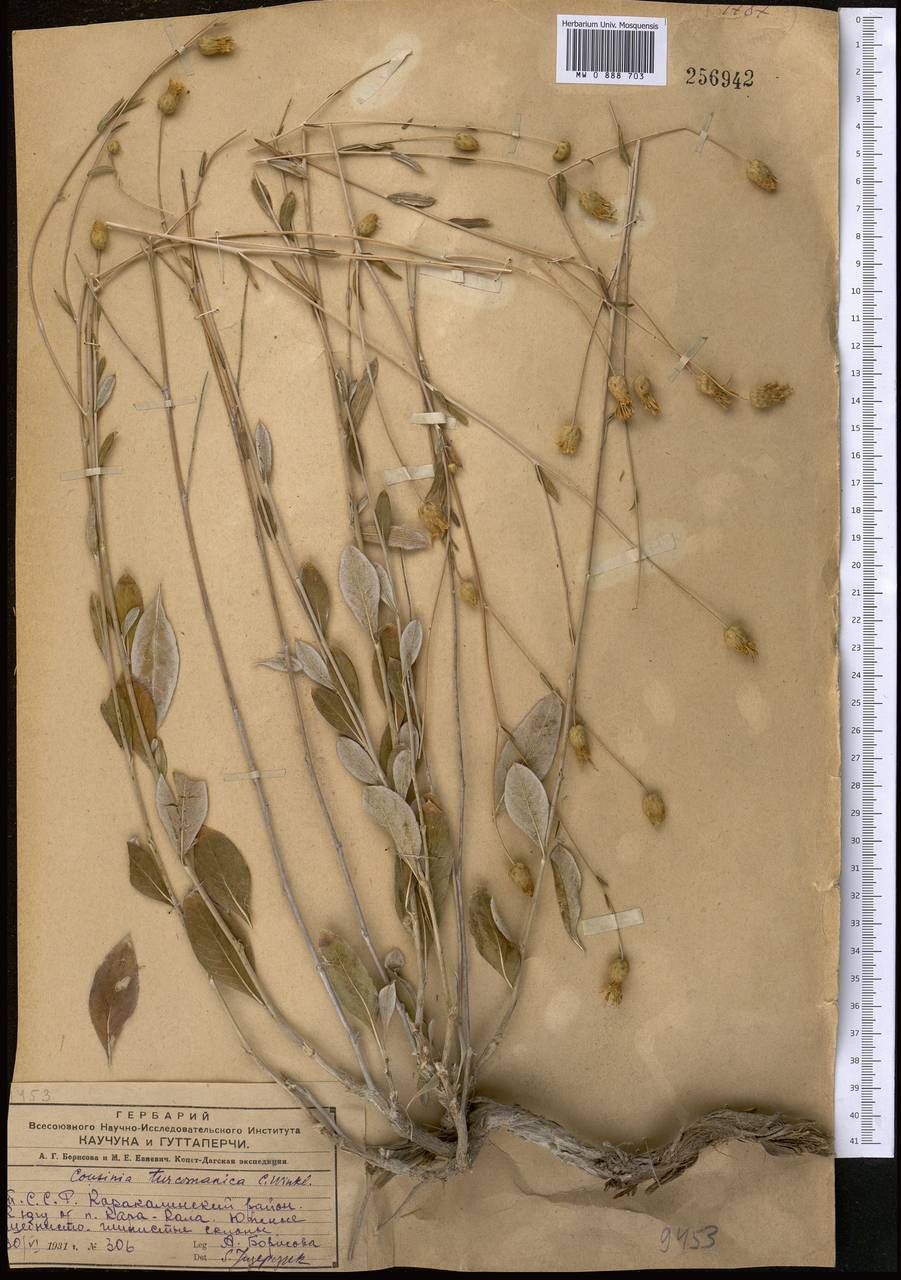 Cousinia turcomanica C. Winkl., Middle Asia, Kopet Dag, Badkhyz, Small & Great Balkhan (M1) (Turkmenistan)