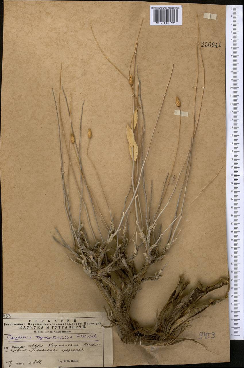 Cousinia turcomanica C. Winkl., Middle Asia, Kopet Dag, Badkhyz, Small & Great Balkhan (M1) (Turkmenistan)