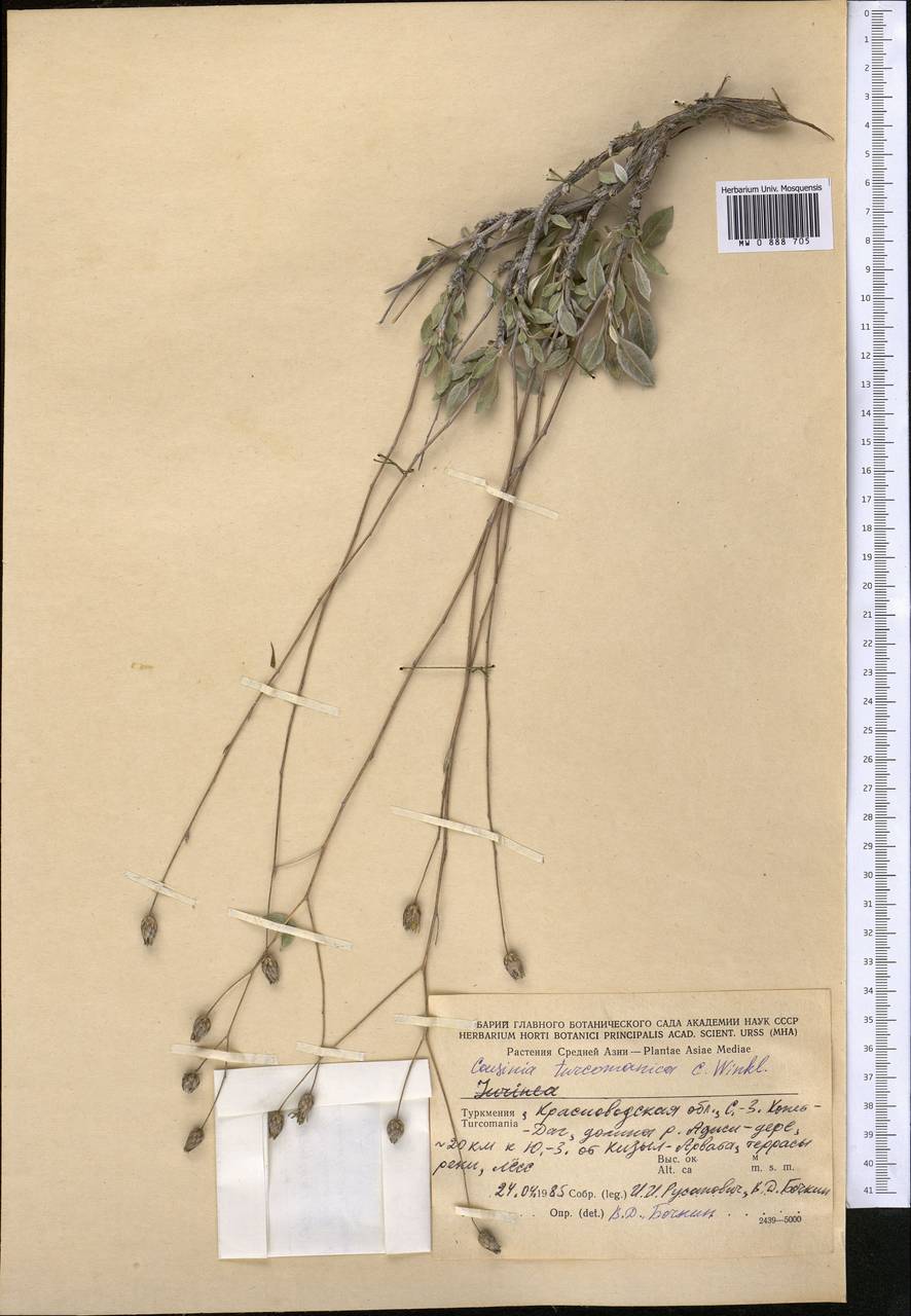 Cousinia turcomanica C. Winkl., Middle Asia, Kopet Dag, Badkhyz, Small & Great Balkhan (M1) (Turkmenistan)