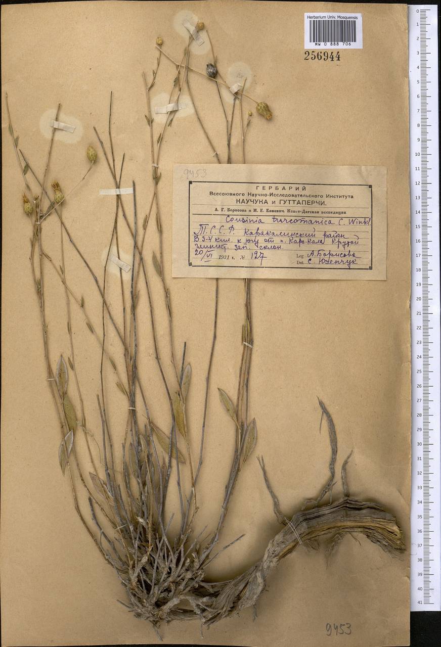Cousinia turcomanica C. Winkl., Middle Asia, Kopet Dag, Badkhyz, Small & Great Balkhan (M1) (Turkmenistan)